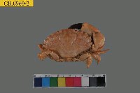 藏品(肉球皺蟹)的圖片